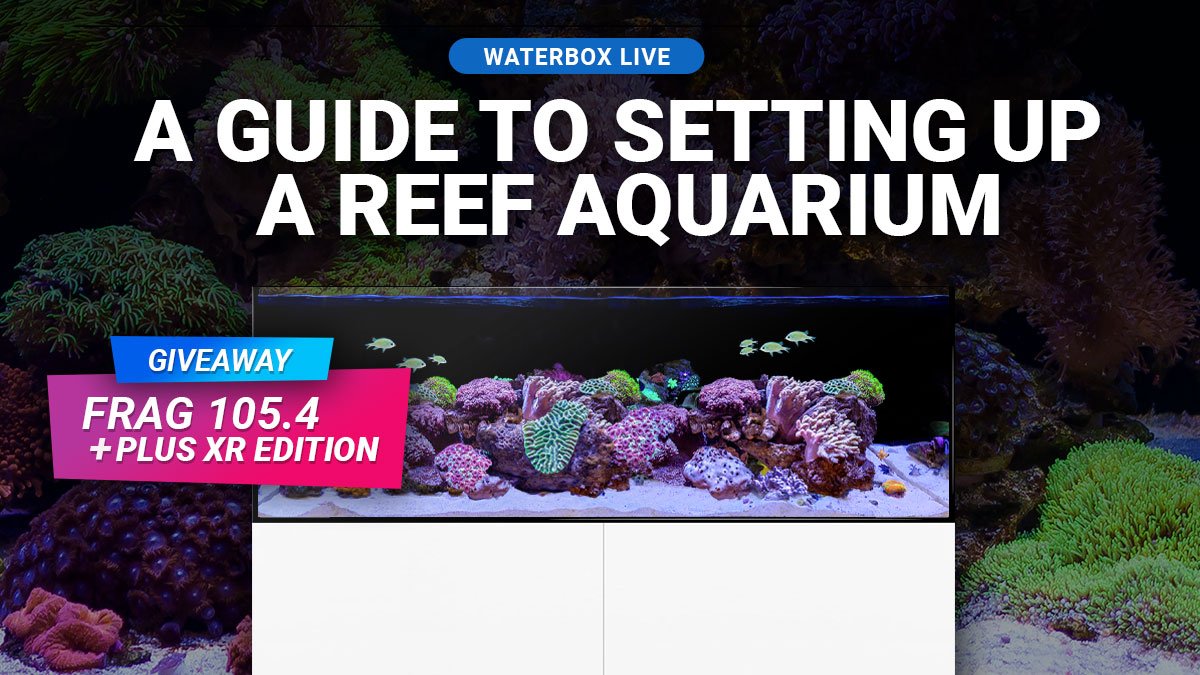 New Series: A Guide to Setting Up a Reef Aquarium