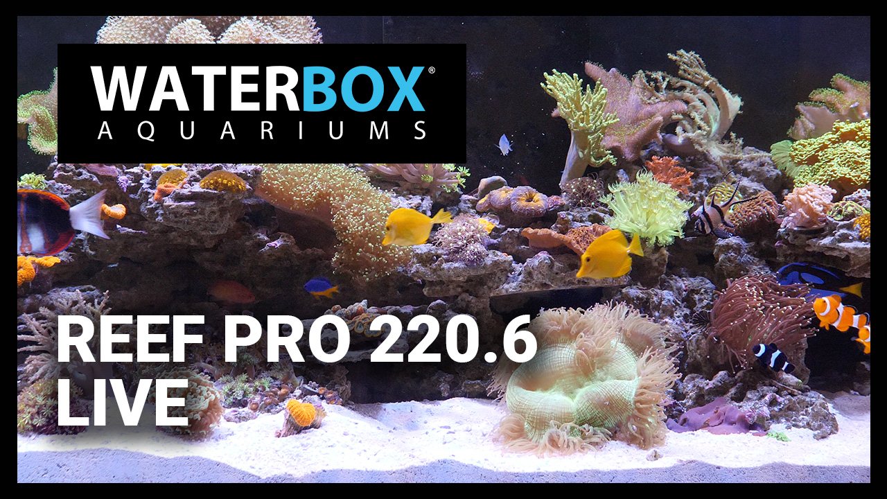 REEF PRO 220.6 Live