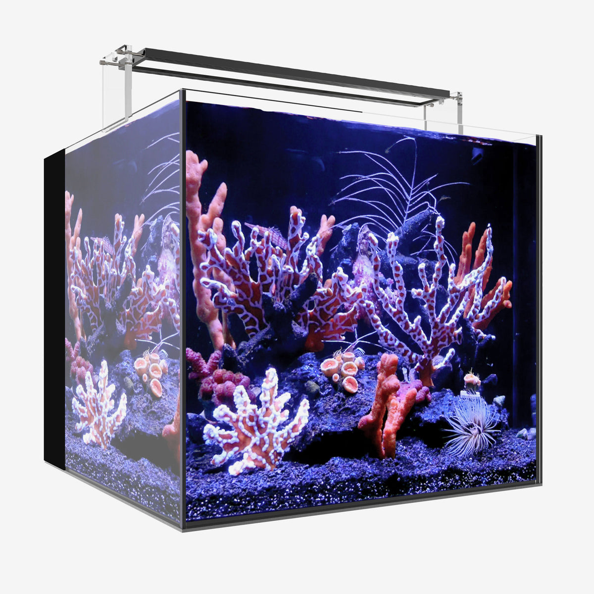 AIO 20 CUBE PLUS Edition