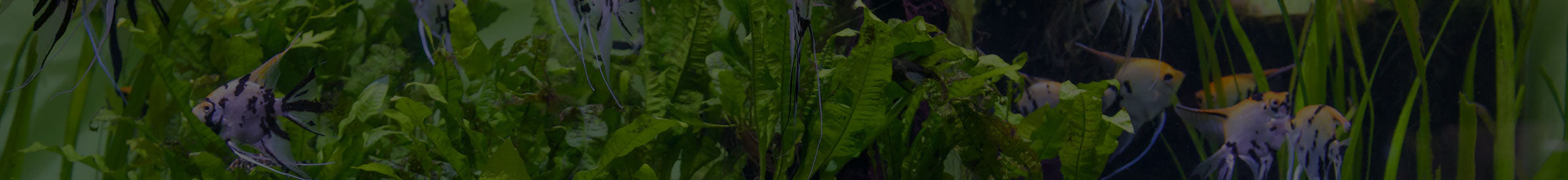 Freshwater Aquariums