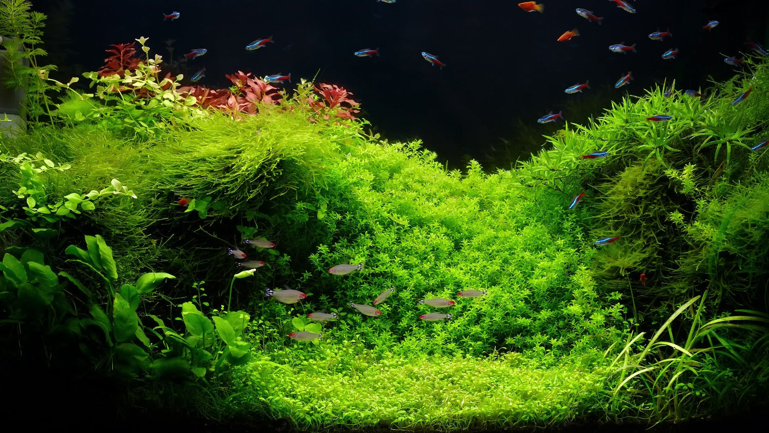 The Best Algae Eaters for a Clean, Thriving Planted Aquarium