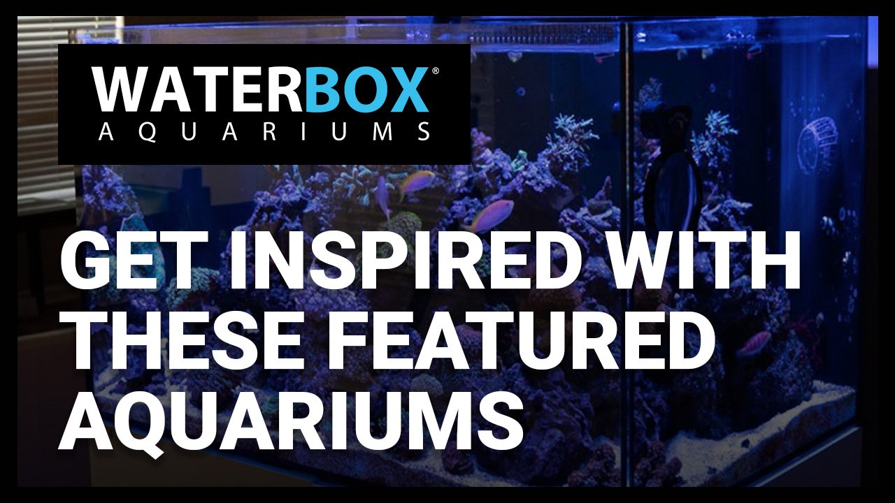 Get inspired with these featured aquariums from the Official Waterbox Facebook Group.