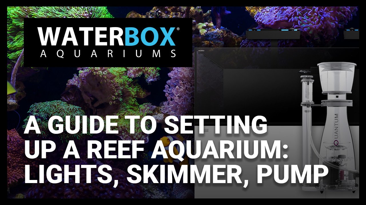 A Guide to Setting Up a Reef Aquarium: Lights, Skimmer, & Pump