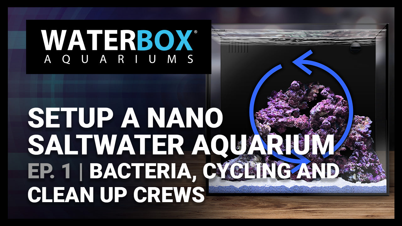 Guide to Setting up a Saltwater Nano Aquarium - #2 - Bacteria, Cycling and Clean-up Crews