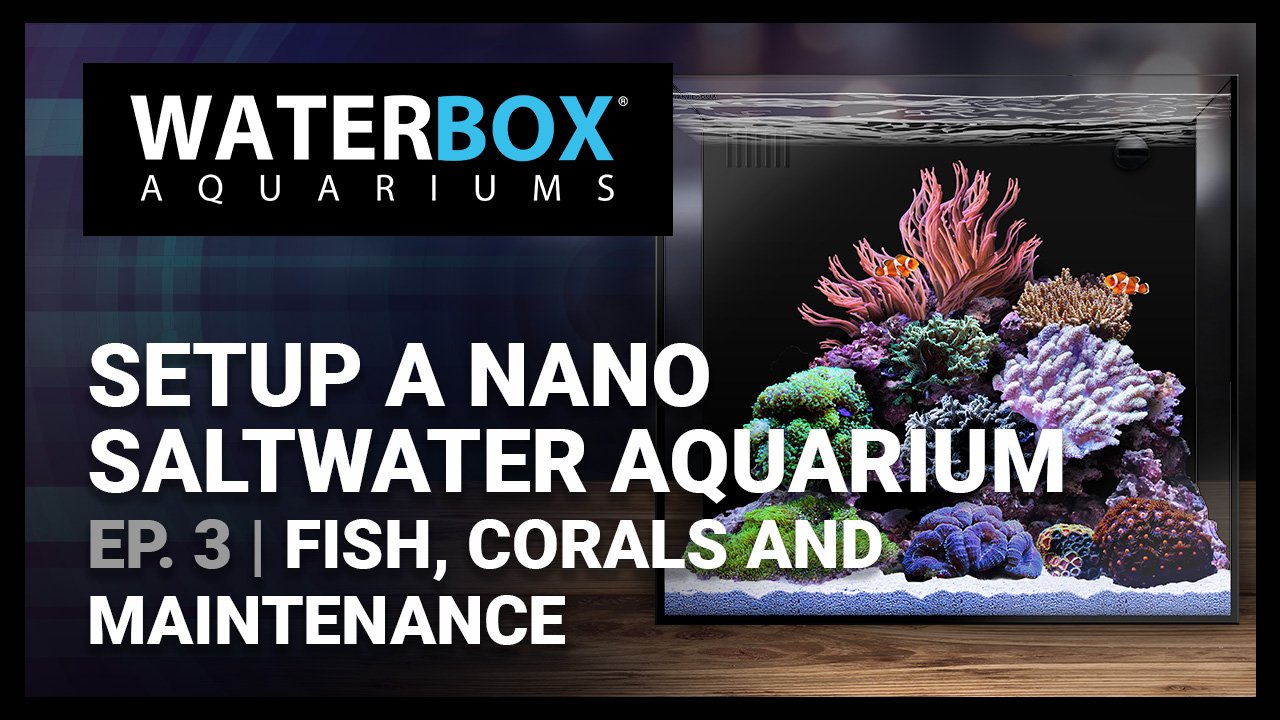 Guide to Setting up a Saltwater Nano Aquarium - #3 - Fish, Corals and Maintenance