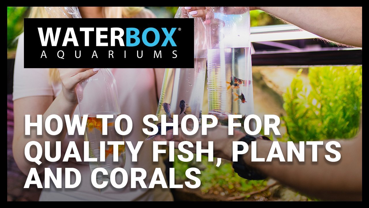 How to shop for quality fish, plants and corals. – Waterbox Aquariums ...