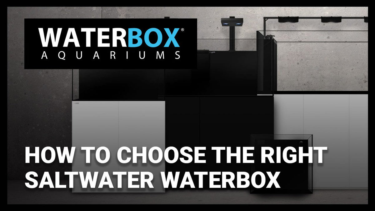 Waterbox How to Choose the right Saltwater Waterbox Aquarium