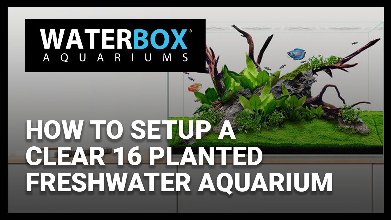 How to Setup a Clear 16 Planted Freshwater Aquarium