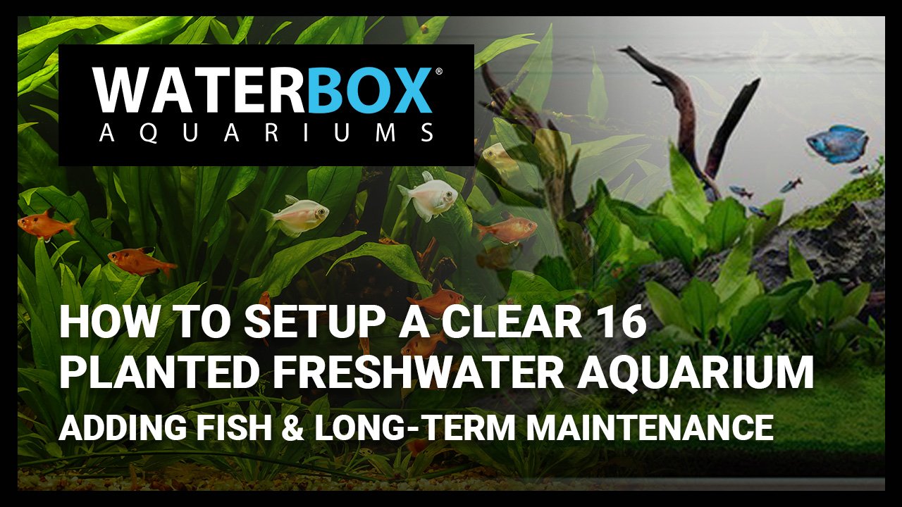 Setting up a CLEAR 16 Planted Freshwater Aquarium: Adding Fish & Long-term Maintenance