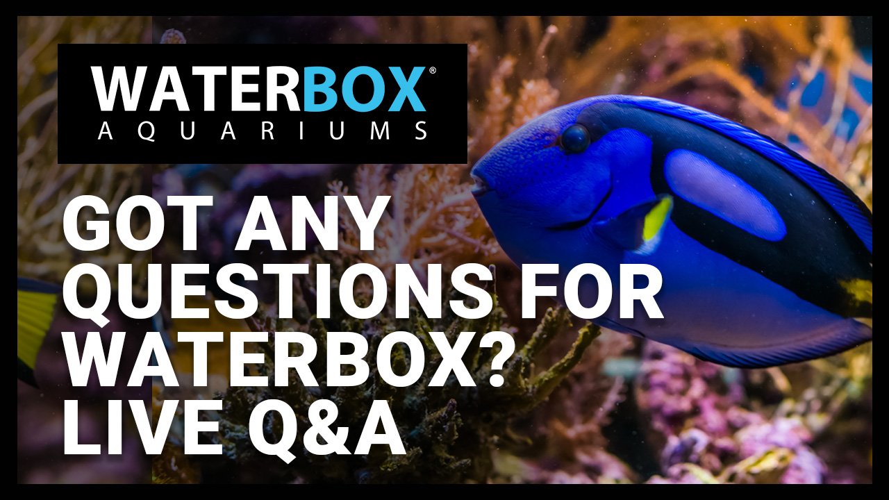 Got any questions for Waterbox? Join us for a LIVE Q&A.