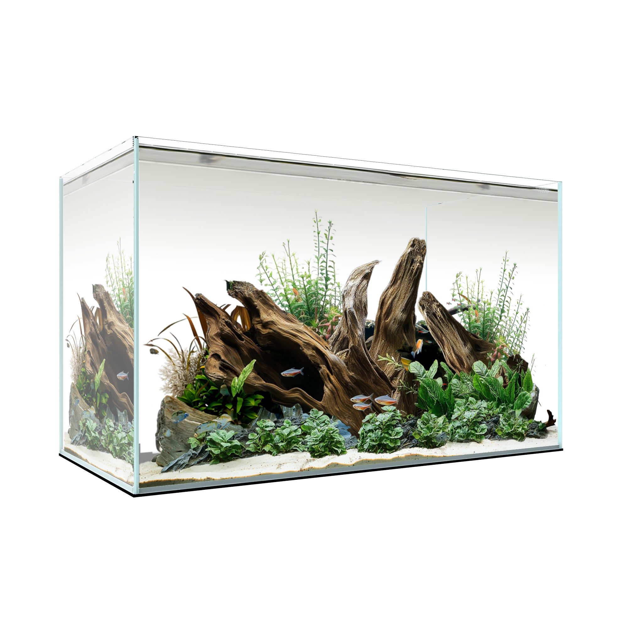 Freshwater – Waterbox Aquariums Canada