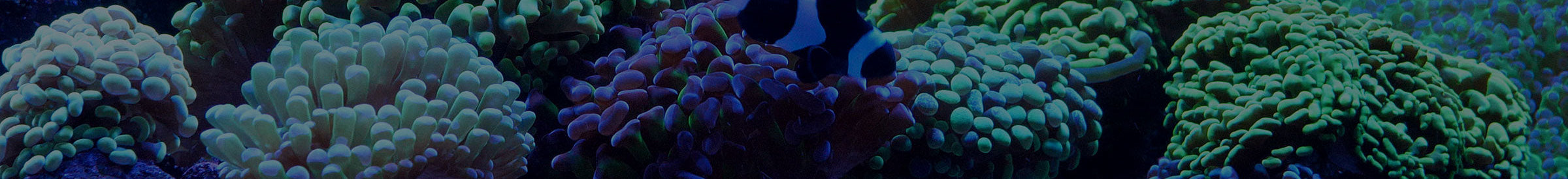 Saltwater Aquariums